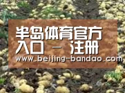 种植基地八(图1)